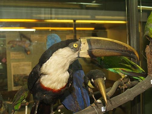 Koło biol.- chem. w Muzeum Zoologicznym UJ 4