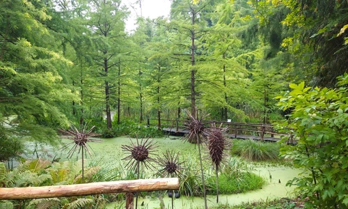 Uczniowie zwiedzają Arboretum Bolestraszyce